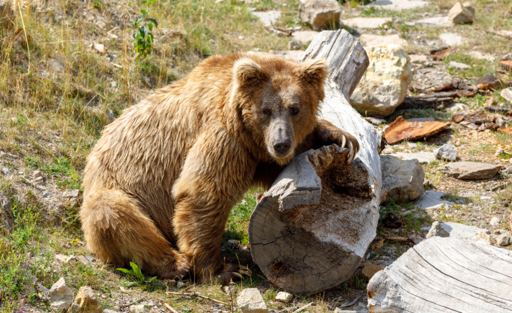 himalayan-brown-bear