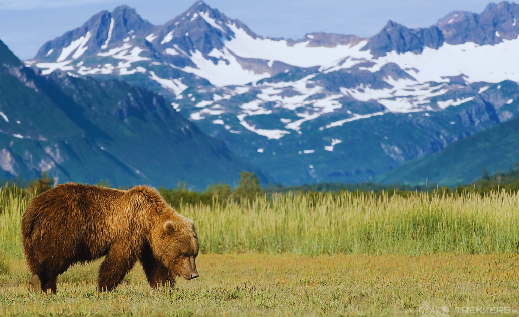 Himalayan Brown Bears: Deosai’s Endangered Species