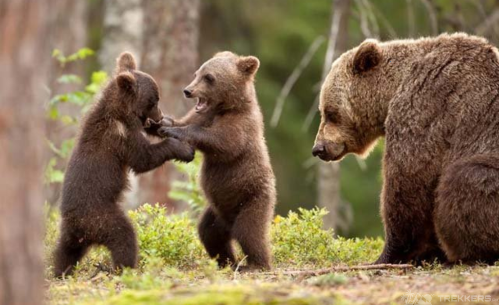 himalayan-brown-mama-bear-with-cubs