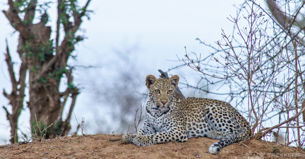 leopard-in-khunjerab