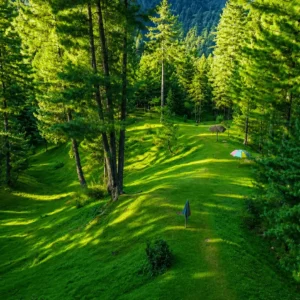 An enchanting scene of a sun-dappled trail winding through a dense Himalayan pine forest corridor leading to the lush Mundi Meadows in Upper Siran Valley, a top camping spot.