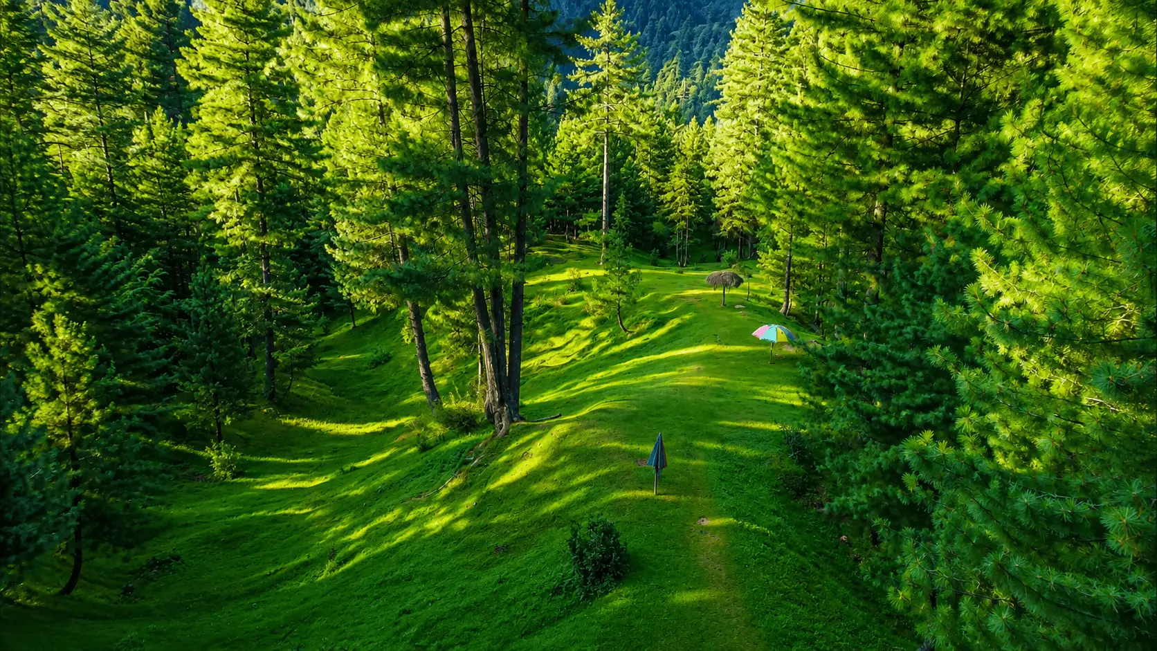 An enchanting scene of a sun-dappled trail winding through a dense Himalayan pine forest corridor leading to the lush Mundi Meadows in Upper Siran Valley, a top camping spot.