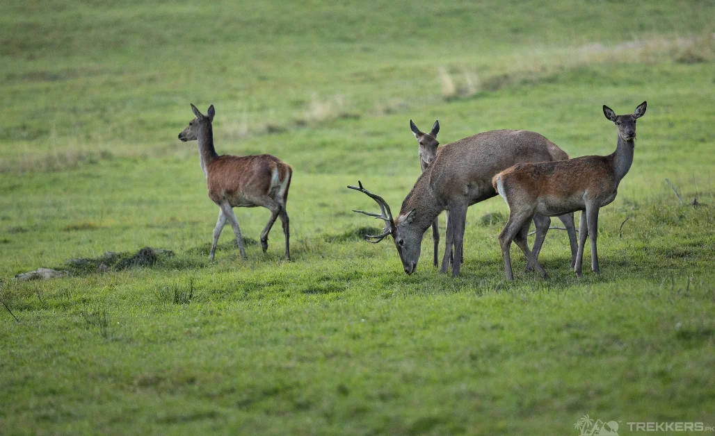 deer