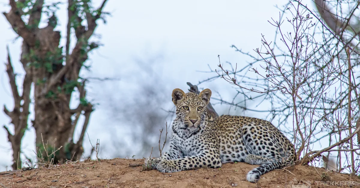 leopard-in-khunjerab